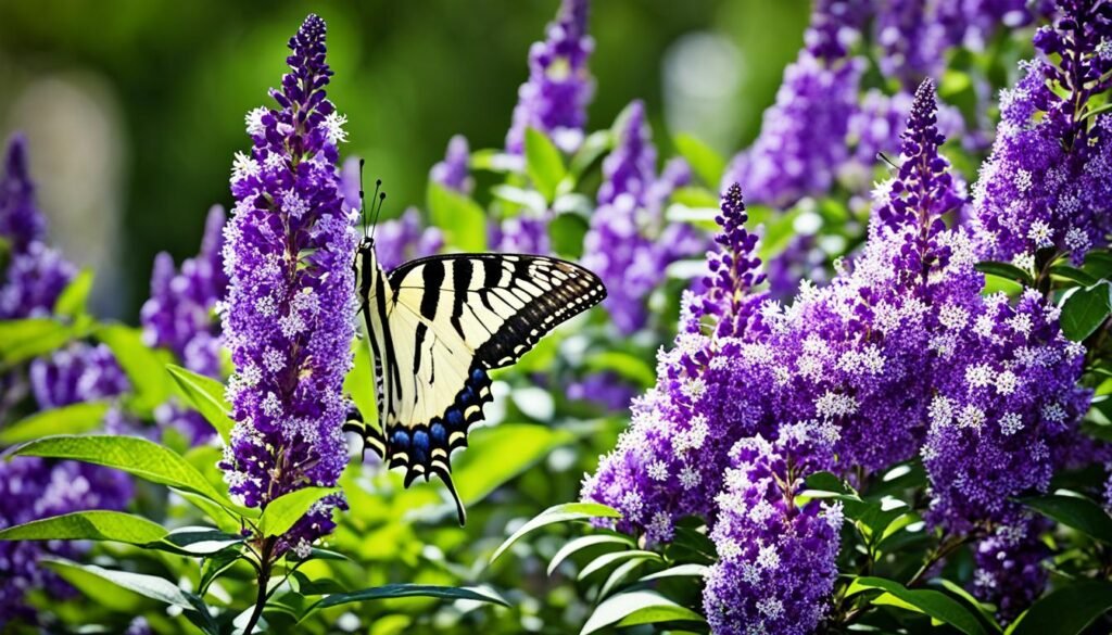 Butterfly Bushes