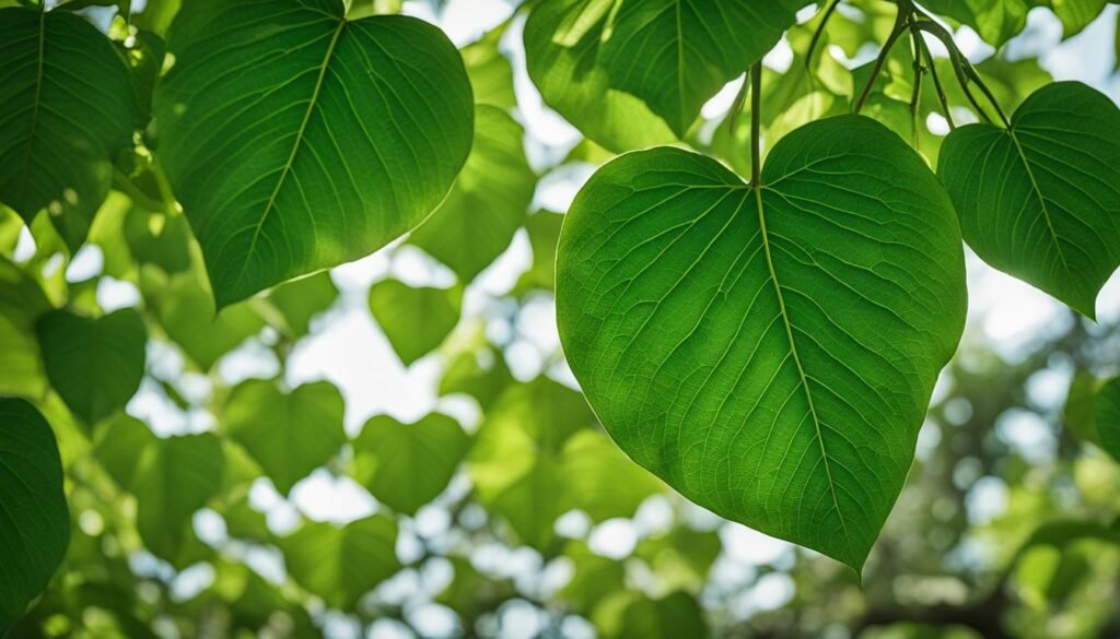 Southern Catalpa