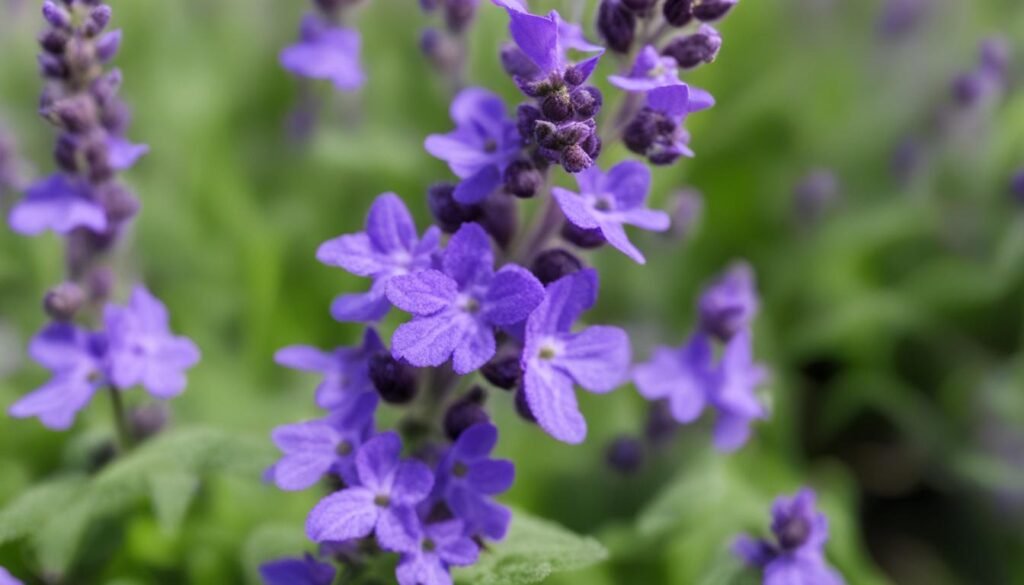 purple catmint