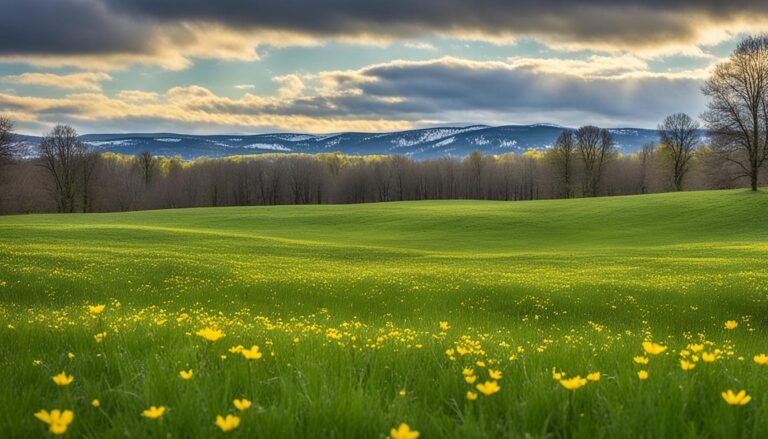 spring yellow wild flowers