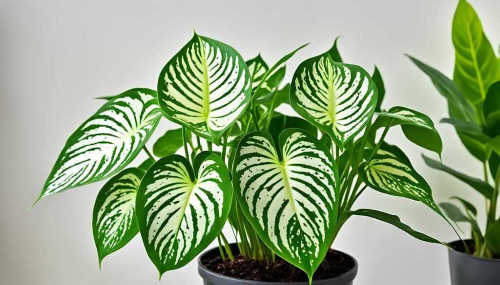 Anthurium clarinervium