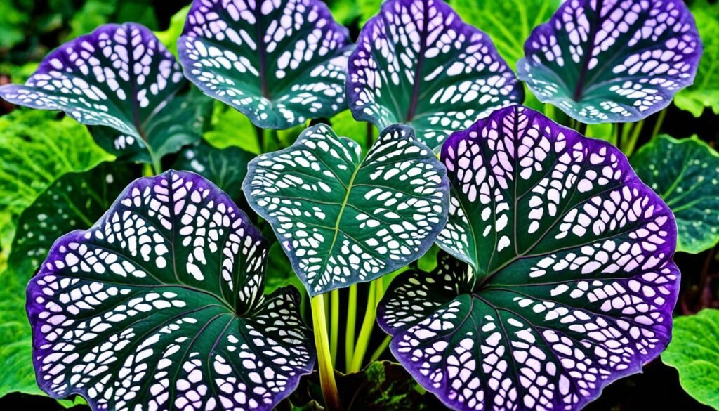 Colocasia esculenta