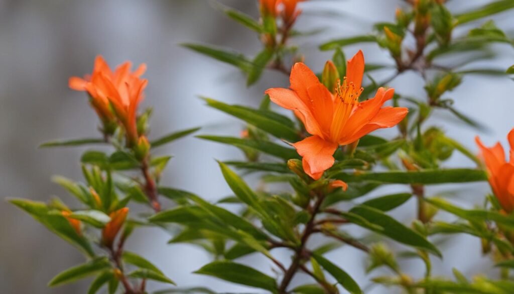 Gibraltar Azaleas