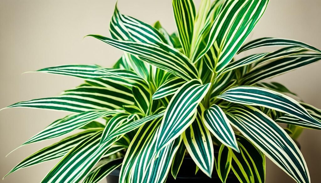 Indoor Striped Houseplant