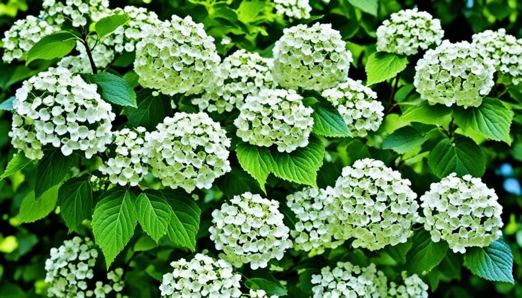 Viburnum Opulus