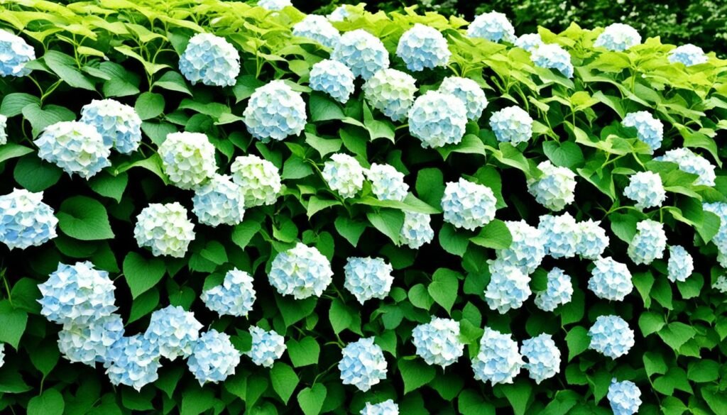 false hydrangea vine