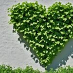 heart-shaped leaf vine for shade