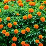 shrub with orange blooms