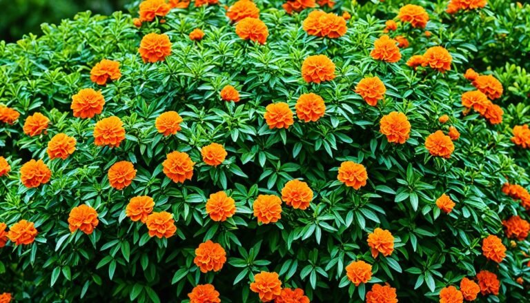 shrub with orange blooms