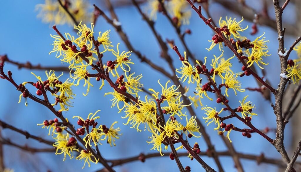 winter-flowering shrubs